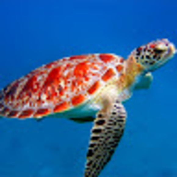 Meet your Posher, Madalyn - Picture 1 of 1